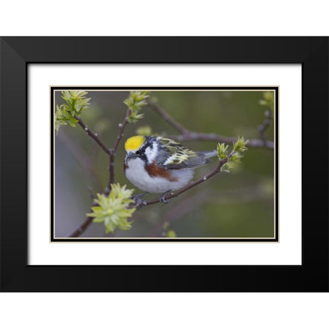 Canada, Ontario,  Chestnut-sided warbler on tree Black Modern Wood Framed Art Print with Double Matting by Morris, Arthur