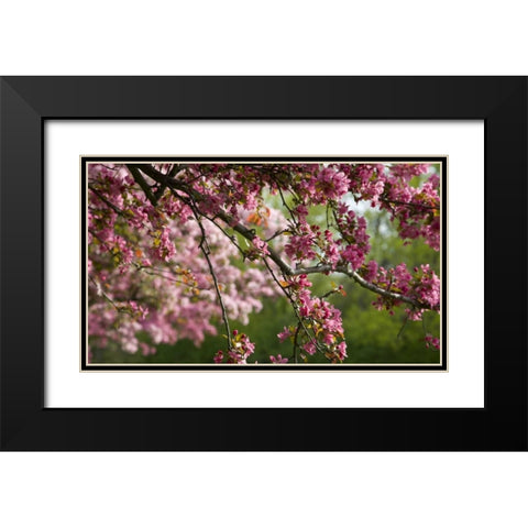 Canada, Ontario, Ottawa Cherry blossoms Black Modern Wood Framed Art Print with Double Matting by Young, Bill