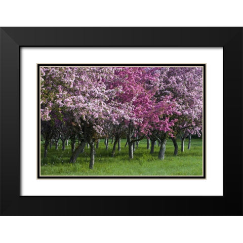 Canada, Ontario, Ottawa Grove of cherry trees Black Modern Wood Framed Art Print with Double Matting by Young, Bill