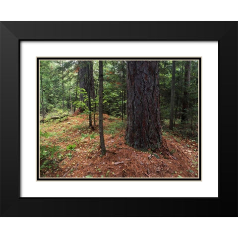 Canada, Ontario, Temagami, old growth pine forest Black Modern Wood Framed Art Print with Double Matting by Grandmaison, Mike