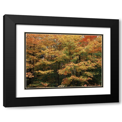 Canada, Ontario, Gravenhurst, forest in autumn Black Modern Wood Framed Art Print with Double Matting by Grandmaison, Mike