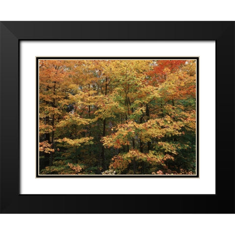 Canada, Ontario, Gravenhurst, forest in autumn Black Modern Wood Framed Art Print with Double Matting by Grandmaison, Mike