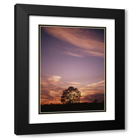 Canada, Ontario, Breslau, tree at sunset Black Modern Wood Framed Art Print with Double Matting by Grandmaison, Mike