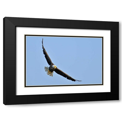 Canada, Ontario, Ear Falls Bald Eagle in flight Black Modern Wood Framed Art Print with Double Matting by Grandmaison, Mike