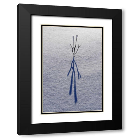 Canada, Ontario, Bourget Plant shadow on snow Black Modern Wood Framed Art Print with Double Matting by Grandmaison, Mike