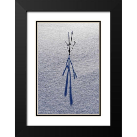 Canada, Ontario, Bourget Plant shadow on snow Black Modern Wood Framed Art Print with Double Matting by Grandmaison, Mike