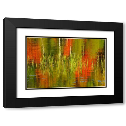 Canada, Baysville Cattails and fall reflections Black Modern Wood Framed Art Print with Double Matting by Grandmaison, Mike