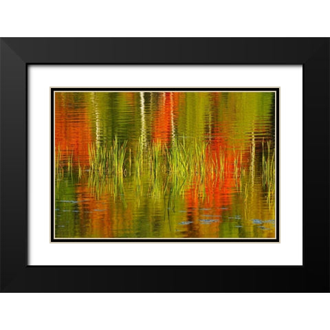 Canada, Baysville Cattails and fall reflections Black Modern Wood Framed Art Print with Double Matting by Grandmaison, Mike