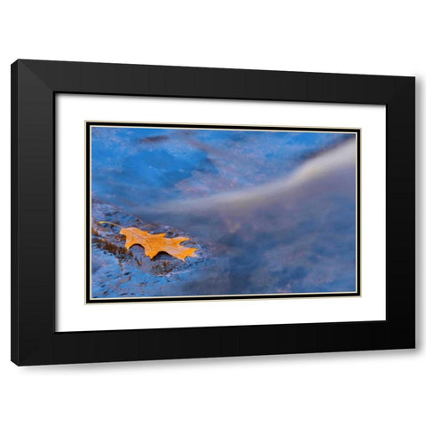 Canada, Ontario, Rosseau River, Oak leaf on rock Black Modern Wood Framed Art Print with Double Matting by Grandmaison, Mike