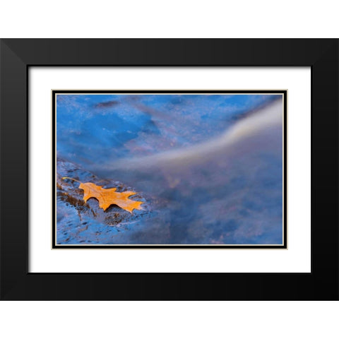 Canada, Ontario, Rosseau River, Oak leaf on rock Black Modern Wood Framed Art Print with Double Matting by Grandmaison, Mike