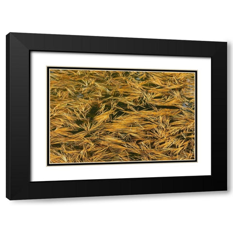 Canada, Ontario Fallen pine needles in water Black Modern Wood Framed Art Print with Double Matting by Grandmaison, Mike