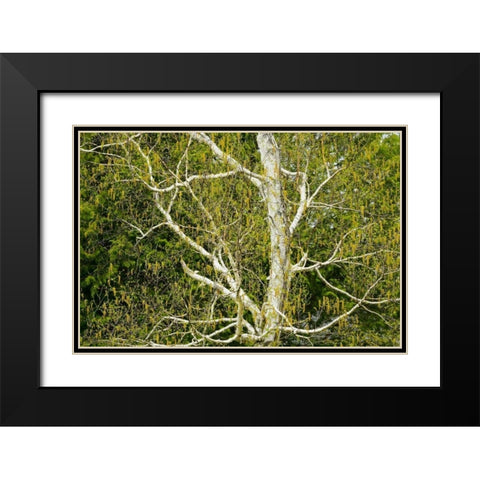 Canada, Dorset Birch tree with catkins in spring Black Modern Wood Framed Art Print with Double Matting by Grandmaison, Mike