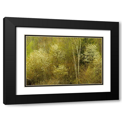 Canada, Utterson Serviceberry in spring foliage Black Modern Wood Framed Art Print with Double Matting by Grandmaison, Mike