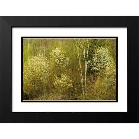 Canada, Utterson Serviceberry in spring foliage Black Modern Wood Framed Art Print with Double Matting by Grandmaison, Mike