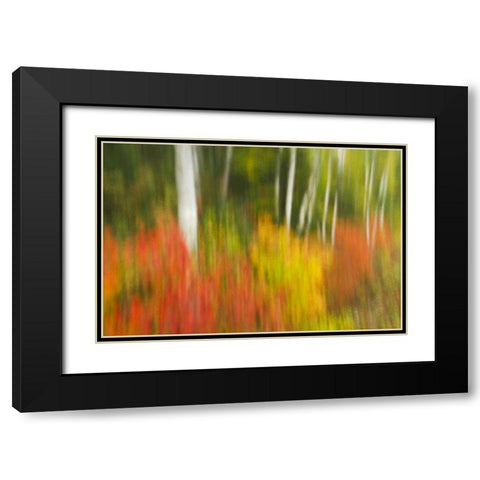 Canada, Ontario, Algonquin PP Autumn scenic Black Modern Wood Framed Art Print with Double Matting by Grandmaison, Mike