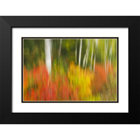 Canada, Ontario, Algonquin PP Autumn scenic Black Modern Wood Framed Art Print with Double Matting by Grandmaison, Mike