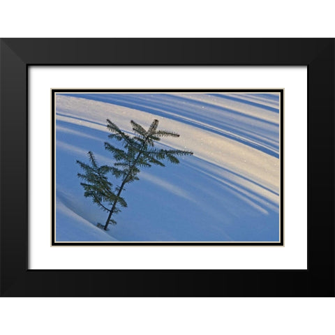 Canada, Ontario Balsam fir sapling in snow Black Modern Wood Framed Art Print with Double Matting by Grandmaison, Mike