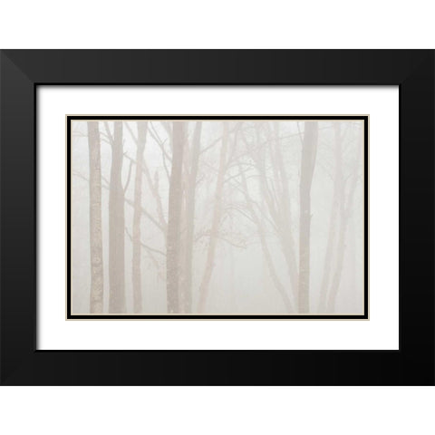 Canada, Ontario Trees in fog by Lake Superior Black Modern Wood Framed Art Print with Double Matting by Grandmaison, Mike