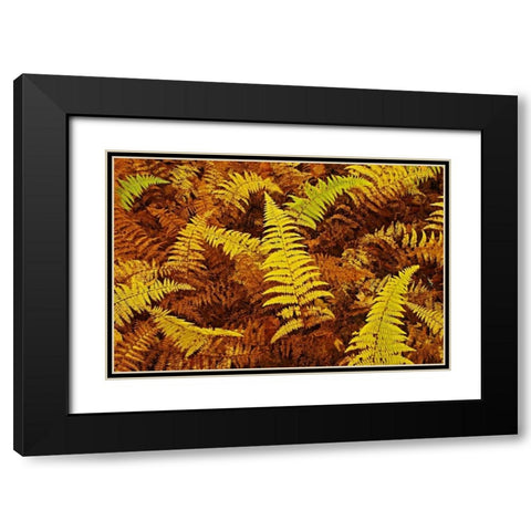Canada, Ontario, Baysville Wood ferns in autumn Black Modern Wood Framed Art Print with Double Matting by Grandmaison, Mike