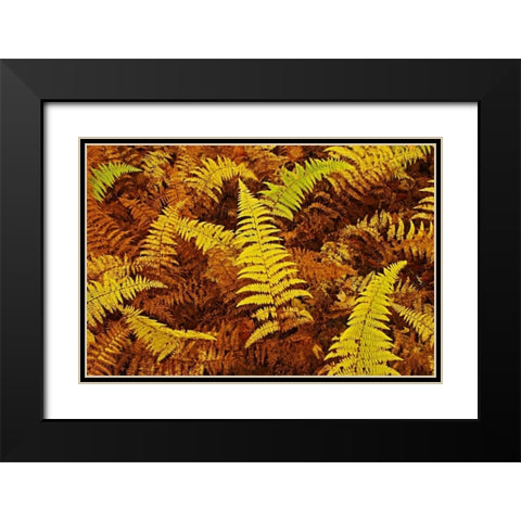 Canada, Ontario, Baysville Wood ferns in autumn Black Modern Wood Framed Art Print with Double Matting by Grandmaison, Mike