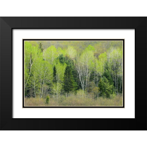 Canada, Ontario, Utterson Forest in spring Black Modern Wood Framed Art Print with Double Matting by Grandmaison, Mike