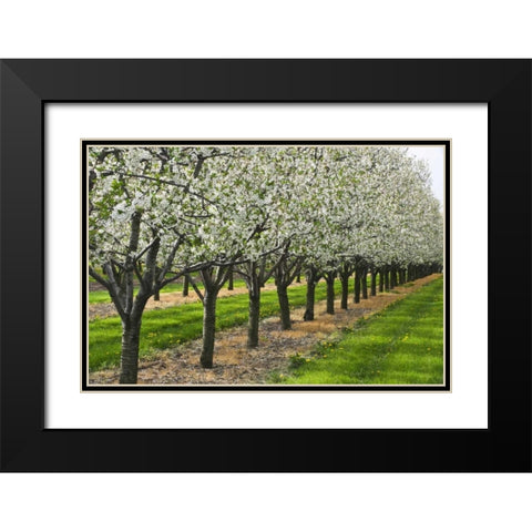 Canada, Ontario Apple orchard in bloom Black Modern Wood Framed Art Print with Double Matting by Grandmaison, Mike