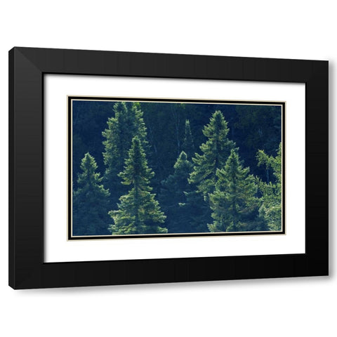 Canada, Algonquin PP Black spruce trees backlit Black Modern Wood Framed Art Print with Double Matting by Grandmaison, Mike