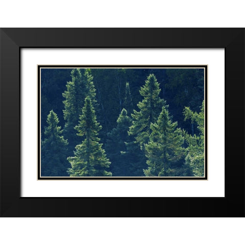 Canada, Algonquin PP Black spruce trees backlit Black Modern Wood Framed Art Print with Double Matting by Grandmaison, Mike
