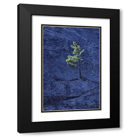 Canada, Ontario Pine tree growing in a rock Black Modern Wood Framed Art Print with Double Matting by Grandmaison, Mike