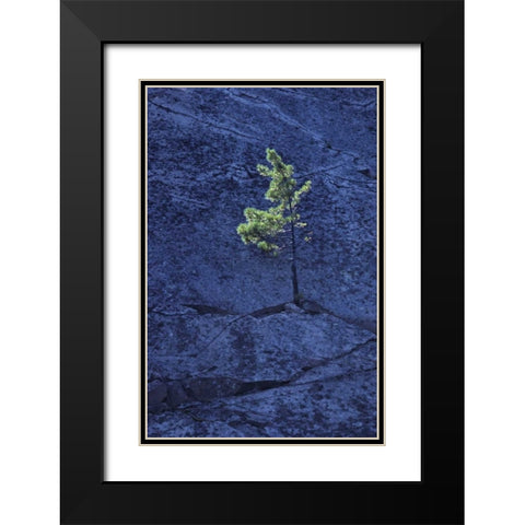 Canada, Ontario Pine tree growing in a rock Black Modern Wood Framed Art Print with Double Matting by Grandmaison, Mike
