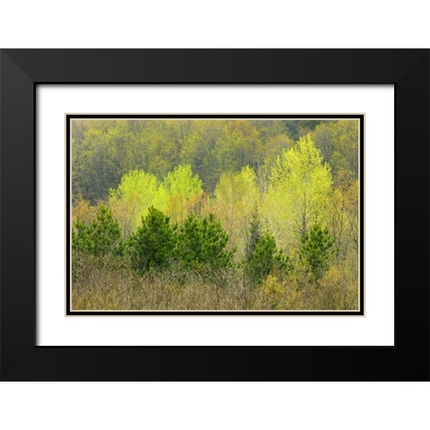 Canada, Rosseau Scots pine in spring foliage Black Modern Wood Framed Art Print with Double Matting by Grandmaison, Mike