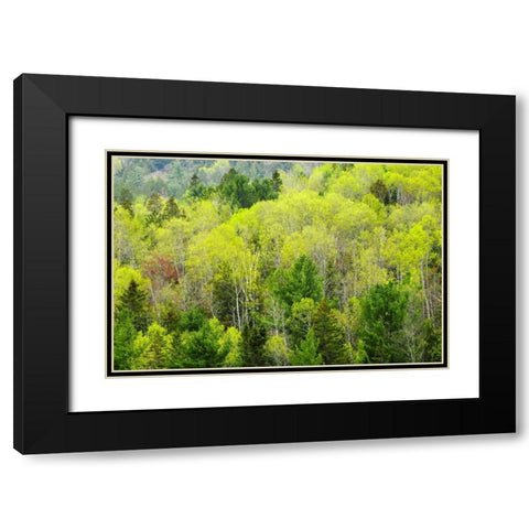 Canada, Ontario, Rosseau Mixed-wood forest Black Modern Wood Framed Art Print with Double Matting by Grandmaison, Mike
