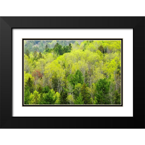 Canada, Ontario, Rosseau Mixed-wood forest Black Modern Wood Framed Art Print with Double Matting by Grandmaison, Mike