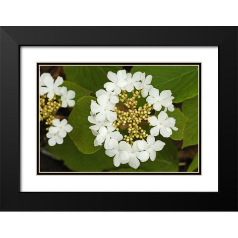 Canada, Dorset Flowers on hobblebush shrub Black Modern Wood Framed Art Print with Double Matting by Grandmaison, Mike