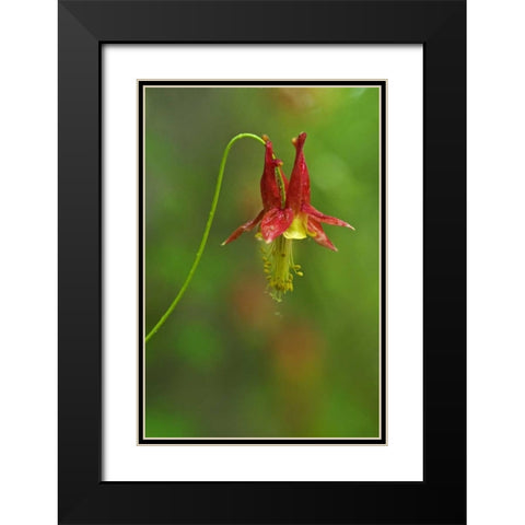 Canada, Thousand Islands NP Columbine flower Black Modern Wood Framed Art Print with Double Matting by Grandmaison, Mike