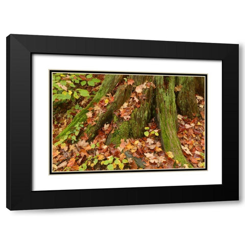 Canada, Ontario, Autumn leaves cover base of tree Black Modern Wood Framed Art Print with Double Matting by Grandmaison, Mike