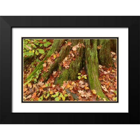 Canada, Ontario, Autumn leaves cover base of tree Black Modern Wood Framed Art Print with Double Matting by Grandmaison, Mike