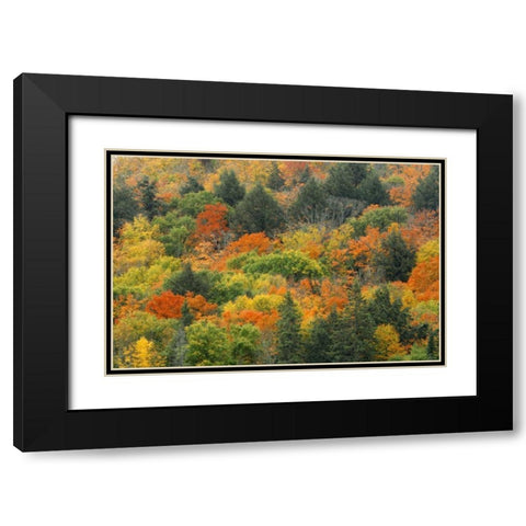 Canada, Algonquin PP Hill in autumn foliage Black Modern Wood Framed Art Print with Double Matting by Grandmaison, Mike