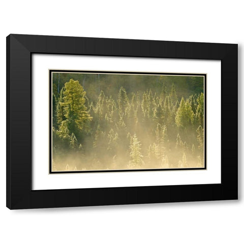 Canada, Worthington Conifers in morning fog Black Modern Wood Framed Art Print with Double Matting by Grandmaison, Mike