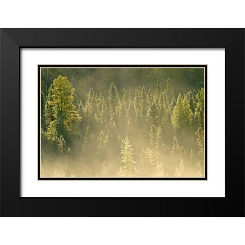 Canada, Worthington Conifers in morning fog Black Modern Wood Framed Art Print with Double Matting by Grandmaison, Mike