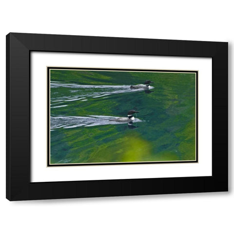 Canada, Ontario Common loons on Killarney Lake Black Modern Wood Framed Art Print with Double Matting by Grandmaison, Mike