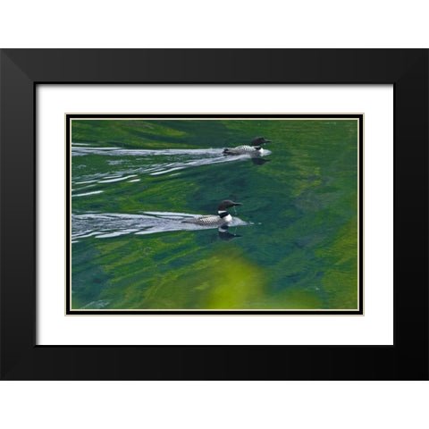 Canada, Ontario Common loons on Killarney Lake Black Modern Wood Framed Art Print with Double Matting by Grandmaison, Mike
