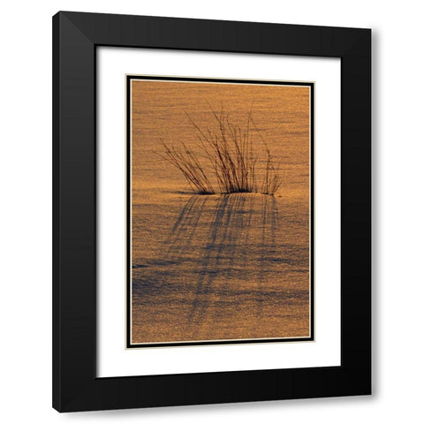 Canada, Ontario, Hope Bay Grasses at sunset Black Modern Wood Framed Art Print with Double Matting by Grandmaison, Mike