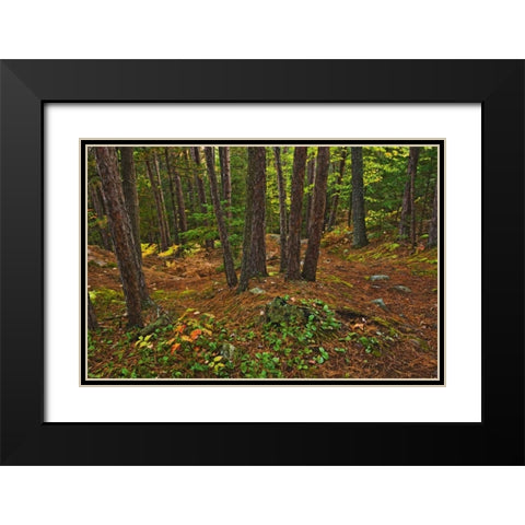 Canada Red pine forest on Granite Ridge Trail Black Modern Wood Framed Art Print with Double Matting by Grandmaison, Mike