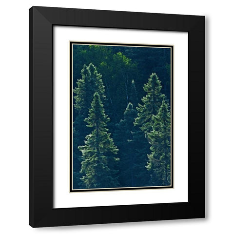 Canada, Algonquin PP Black spruce trees backlit Black Modern Wood Framed Art Print with Double Matting by Grandmaison, Mike