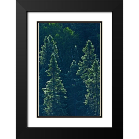 Canada, Algonquin PP Black spruce trees backlit Black Modern Wood Framed Art Print with Double Matting by Grandmaison, Mike