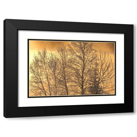 Canada, Ear Falls Poplar in hoarfrost at sunrise Black Modern Wood Framed Art Print with Double Matting by Grandmaison, Mike