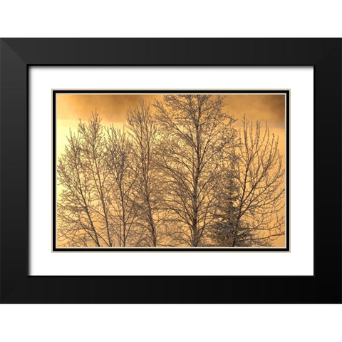 Canada, Ear Falls Poplar in hoarfrost at sunrise Black Modern Wood Framed Art Print with Double Matting by Grandmaison, Mike
