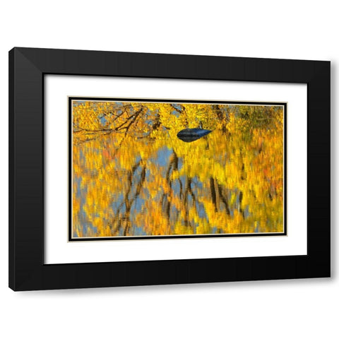 Canada, Ontario, Whitefish Vermilion River, fall Black Modern Wood Framed Art Print with Double Matting by Grandmaison, Mike