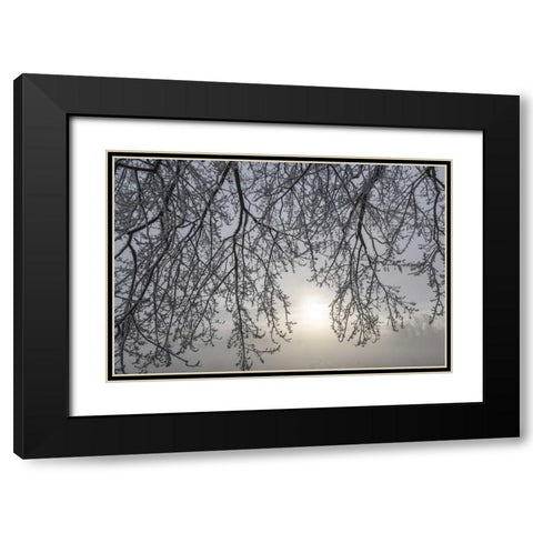 Canada, Ottawa Frosty limbs and fog-shrouded sun Black Modern Wood Framed Art Print with Double Matting by Young, Bill